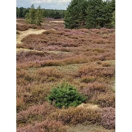 - Lueneburg Heath