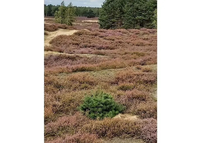 - Lueneburg Heath